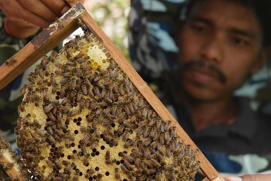 Ấn Độ triển khai 'chiến binh ong' dọc biên giới với Bangladesh