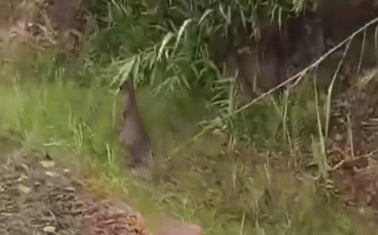 Video: Hy hữu cảnh chuột túi nhảy tung tăng ngoài tự nhiên ở Cao Bằng