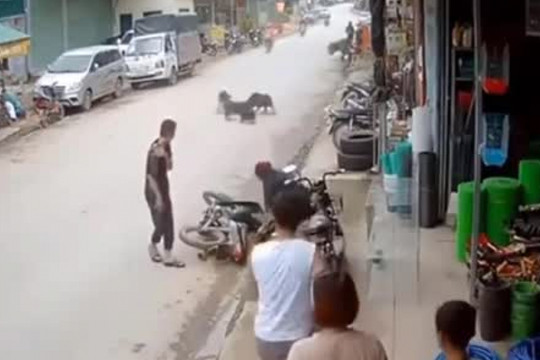 Clip: Phóng xe máy như bay tông trúng con chó, tài xế gặp họa