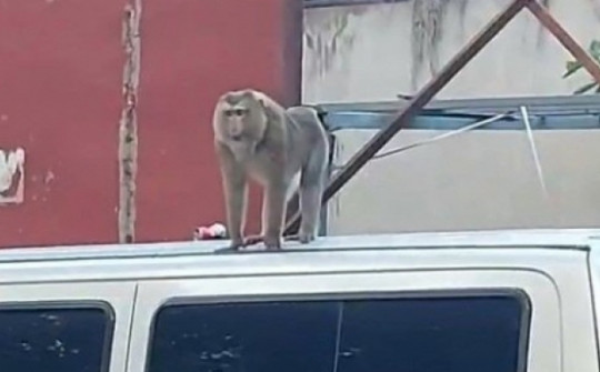 2 con khỉ chuyên bẻ trộm trái cây, bắt chó gà, gây náo loạn khu dân cư