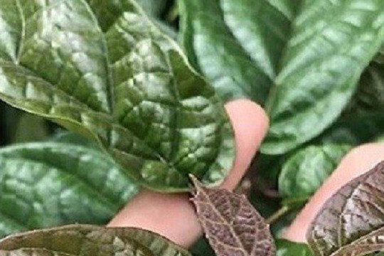 Loại cây là "vũ khí chống ung thư", ở Việt Nam trồng bạt ngàn