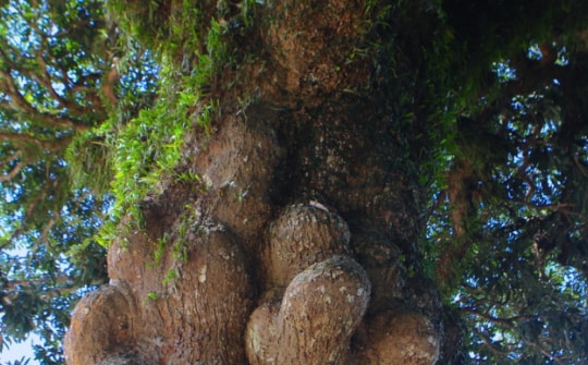 Cây trôi hàng trăm năm tuổi ở Hà Tĩnh