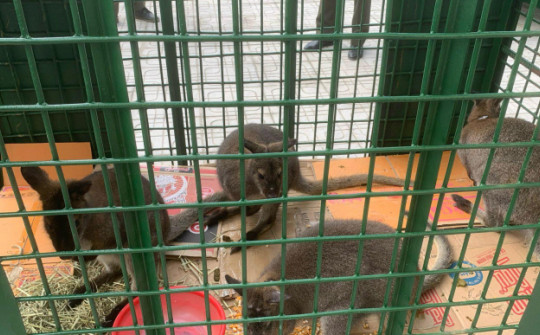 Đưa 4 con chuột túi ở Cao Bằng về Vườn Quốc gia Hoàng Liên
