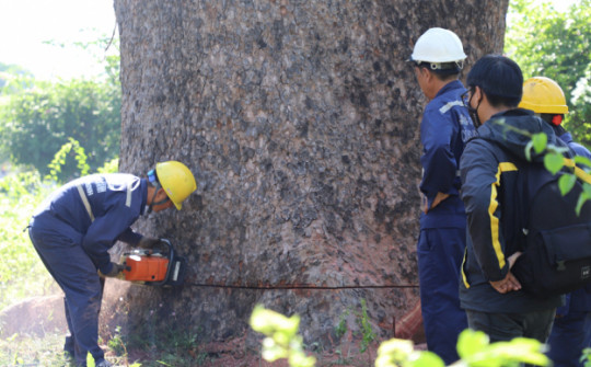 “Cụ cây” 100 tuổi, 6 người ôm không hết ở công viên TPHCM bị chặt bỏ