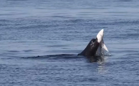 Video: Khoảnh khắc gây sốc, sư tử biển xé toạc cá mập xanh