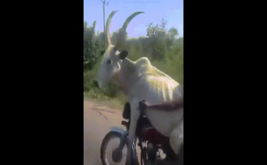 Video: Người đàn ông "chơi trội" khi đi xe máy để bò ngồi phía trước