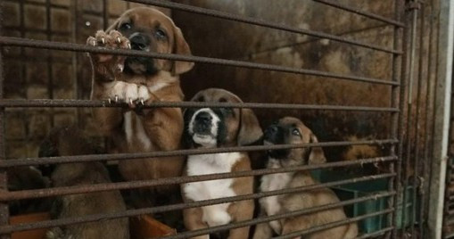 Dự luật cấm thịt chó ở Hàn Quốc: Nông dân dọa thả 2 triệu con chó trước văn phòng tổng thống