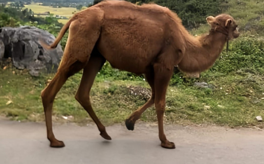 Xôn xao hình ảnh hai con lạc đà ăn cỏ ven đường ở Cao Bằng