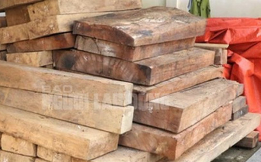Phát hiện gỗ lậu cất giấu trên đất của trưởng phòng ở Quảng Nam