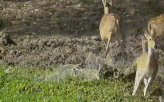 Video: Thủ thuật ẩn thân của kẻ săn mồi đầm lầy, nai rừng không còn đường thoát thân