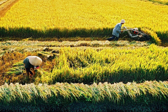 Xuất khẩu gạo Việt Nam thiết lập kỷ lục sau 34 năm tham gia thị trường thế giới