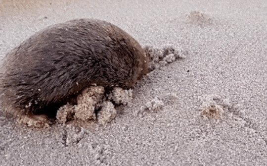 Loài sinh vật "bơi" trong cát lần đầu tái xuất sau 86 năm