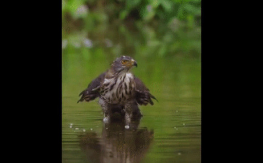 Video: Màn săn mồi dưới nước có một không hai của chim ưng