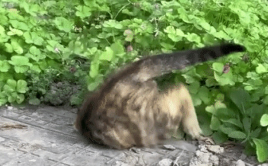 Chú mèo có thể "xuyên đất" một cách kỳ diệu, khó tin