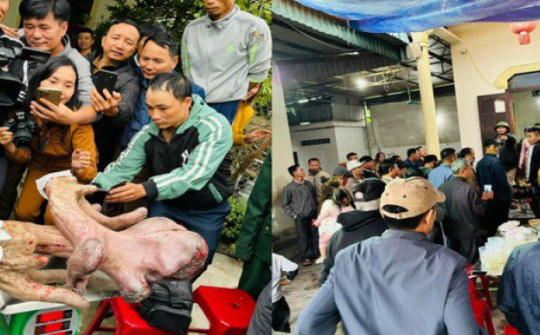 Người dân đổ xô đến xem cặp nhung nai ‘khủng' nặng gần 9kg, bán giá 50 triệu đồng