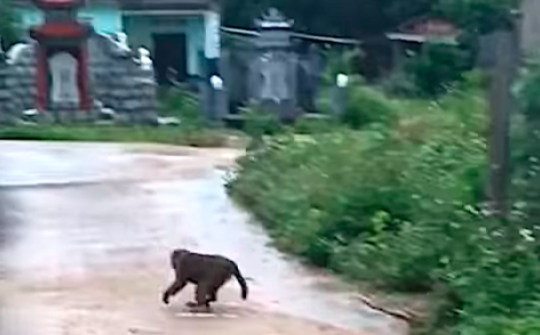 Quảng Nam: Khỉ tấn công làm 3 người phải nhập viện