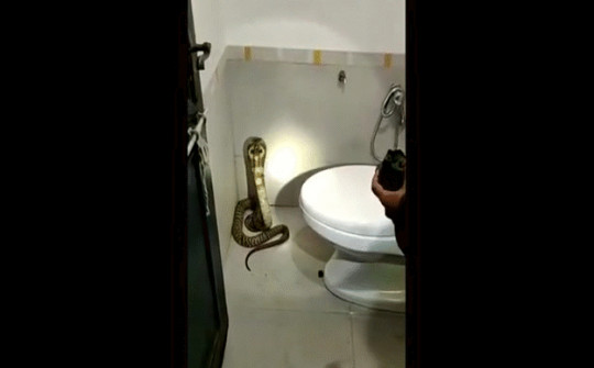 Video: Người phụ nữ hoảng hồn phát hiện rắn hổ mang trong nhà tắm