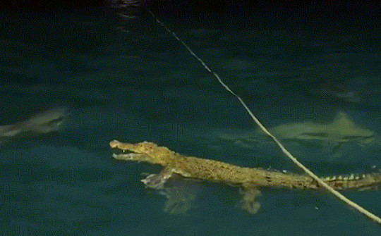 Cá sấu “đi lạc”, bị đàn cá mập bủa vây tấn công