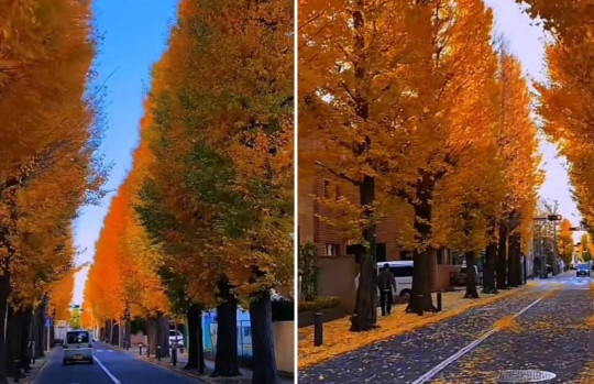 Săn tuyệt tác mùa thu với lá vàng rơi ngập khuôn viên ở trường Đại học Nhật