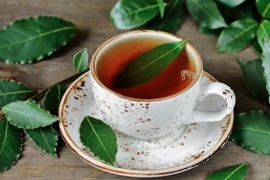 Lá nguyệt quế hãm trà thức uống rất có lợi cho sức khỏe
