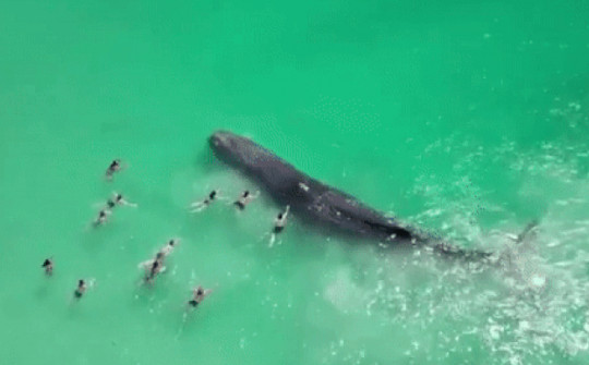 Úc: Đám đông hiếu kỳ bơi đến gần con cá nhà táng mắc cạn và điều đau lòng