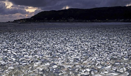 Nhật Bản giải mã vụ hơn 1.000 tấn cá chết nổi trắng bờ biển