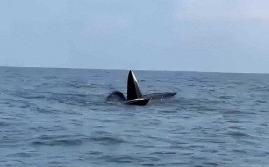 VIDEO: 3 con cá voi dài gần 20 m ngoi lên mặt nước săn mồi ở Cô Tô
