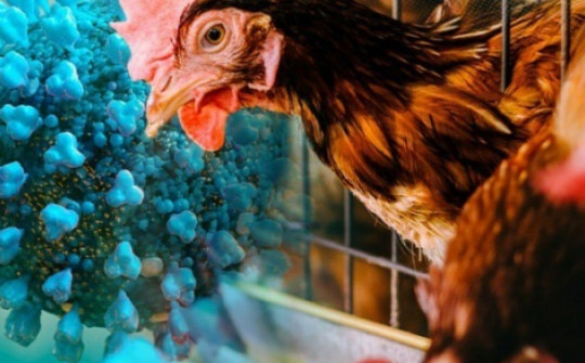 Ăn thịt gà, trứng gà có bị nhiễm cúm A (H5N1) không?