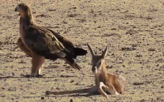Video: Đại bàng điên cuồng tấn công linh dương con bé nhỏ