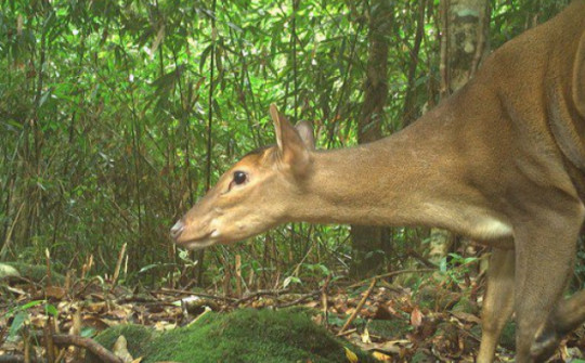 Những loài động vật quý hiếm được phát hiện ở vườn Quốc gia Vũ Quang