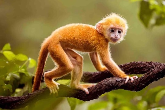 Tử vi tuổi Thân năm 2024: Sa chân hũ nếp, tiền của thi nhau đổ về túi