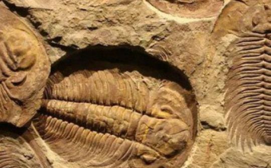 Đá cổ Trung Quốc tiết lộ về 'ngày tận thế' từ hơn 500 triệu năm trước