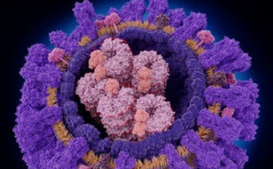 Phát hiện một loại kháng thể có thể nhắm vào nhiều chủng virus cúm cùng lúc