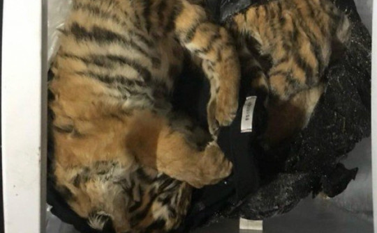 Bị khởi tố vì cấp đông 5 con hổ trong tủ lạnh