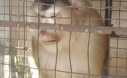 Người đàn ông ở TP Thủ Đức bàn giao một con khỉ đuôi lợn cho kiểm lâm