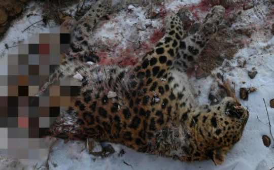 Hổ Siberia cắn chết báo Amur ở công viên quốc gia Trung Quốc
