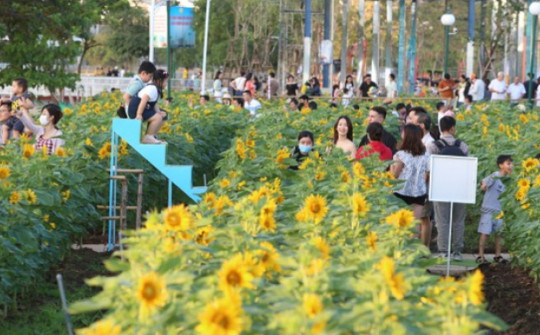 Cánh đồng hoa hướng dương bên sông Sài Gòn đông nghịt người check-in