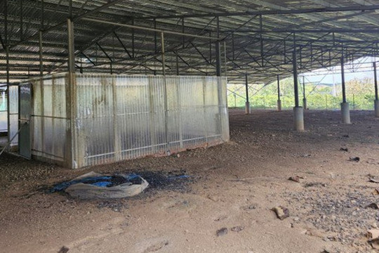 Những trang trại 'điện mặt trời' kỳ lạ ở Đắk Nông