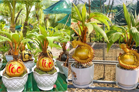 Dừa bonsai độc lạ đắt hàng dịp Tết vì hợp túi tiền