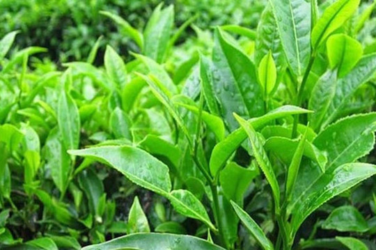 Bài thuốc trị bệnh từ lá trà xanh bạn nên biết