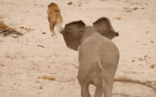 Đàn voi bảo vệ voi mẹ vừa sinh con trước bầy sư tử đói