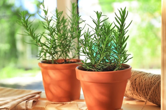 Loại cây giúp lọc không khí và chữa bệnh mà gia đình nào cũng nên trồng