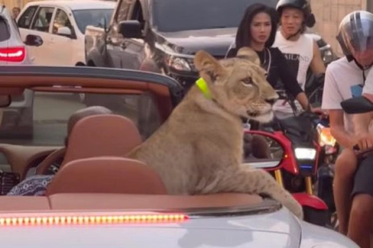 Sư tử dạo phố trên xe Bentley ở Thái Lan