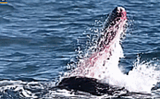 Clip: Đàn cá voi sát thủ tấn công cá voi xám khổng lồ