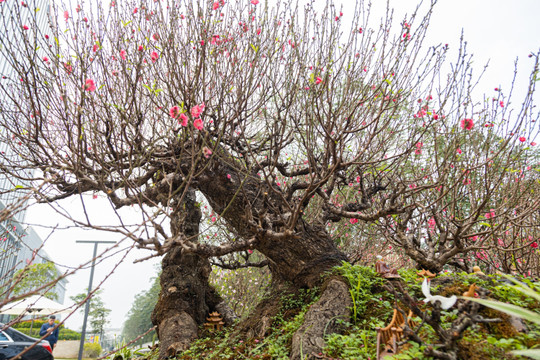 Cận cảnh cây đào nổi bật nhất làng Nhật Tân, giá cho thuê 100 triệu đồng