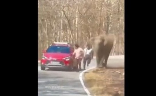 Cố chụp ảnh selfie với voi, hai người đàn ông bị rượt đuổi phải bỏ chạy thục mạng
