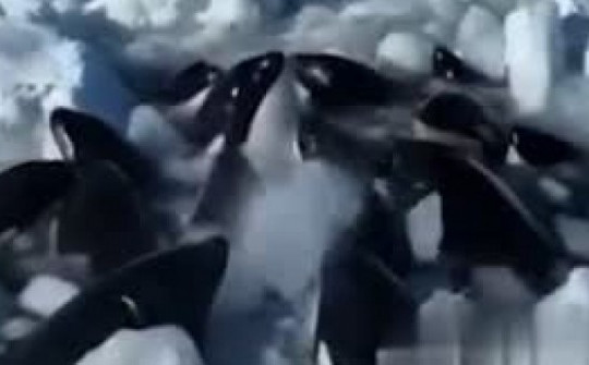 Video: Tình cảnh thảm thương của đàn cá voi sát thủ giữa lớp băng dày ở Nhật Bản