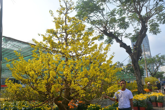 Ngắm cây mai tiền tỷ ở chợ hoa 'nhà giàu' Phú Mỹ Hưng