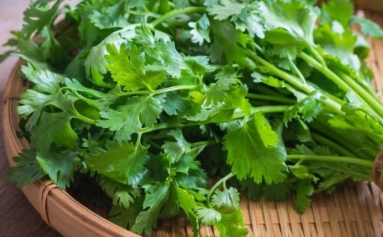 10 lợi ích sức khỏe tuyệt vời của rau mùi, gia vị không thể thiếu trong mâm cơm ngày Tết