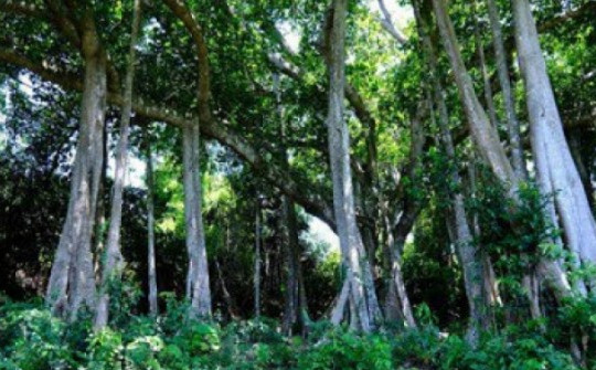 Choáng mắt với cây đa hơn 800 năm tuổi ở Sơn Trà